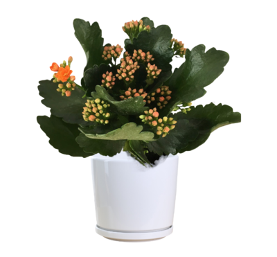 Kalanchoe - Image 2