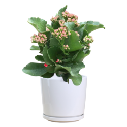 Kalanchoe
