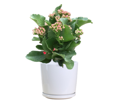Kalanchoe
