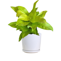 Heart-leaved Philodendron