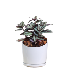 Inch Plant