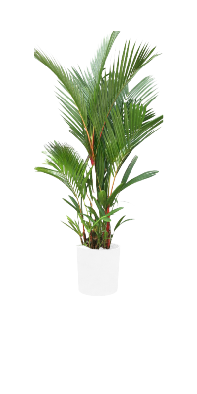 Lipstick palm - Image 3