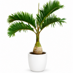 Bottle Palm - Hyophorbe Lagenicaulis