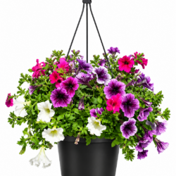 Petunia (Petunia spp. & hybrida)