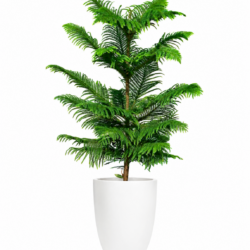 House Pine / Norfolk Island Pine
