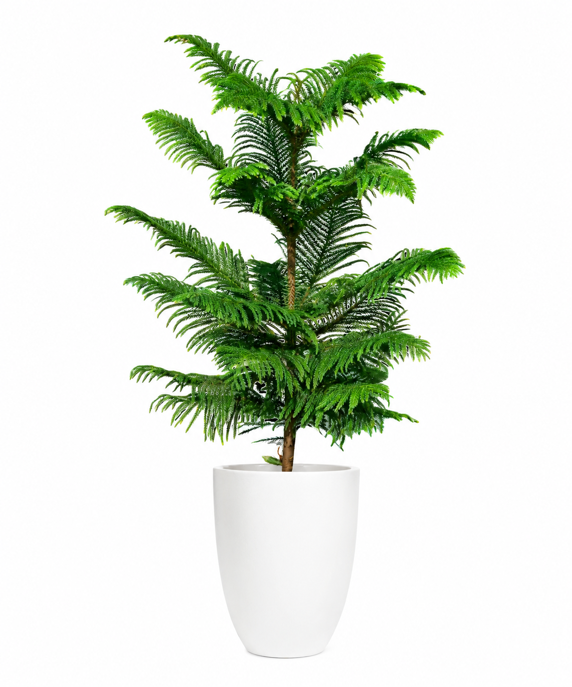 House Pine / Norfolk Island Pine