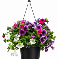 Petunia (Petunia spp. & hybrida)