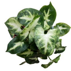 Syngonium
