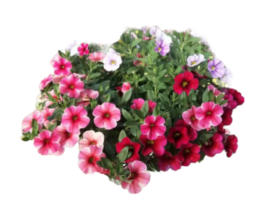 Petunia (Petunia spp. & hybrida) - Image 3