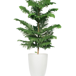 House Pine / Norfolk Island Pine