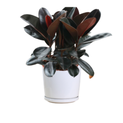 Rubber Plant (Ficus elastica) black