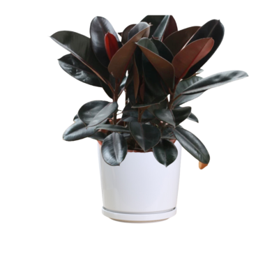 Rubber Plant (Ficus elastica) black