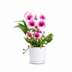 Pink Orchid