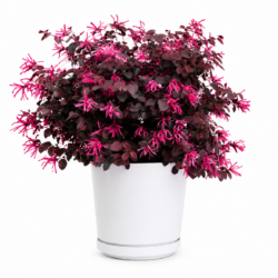 Chinese Fringe Flower