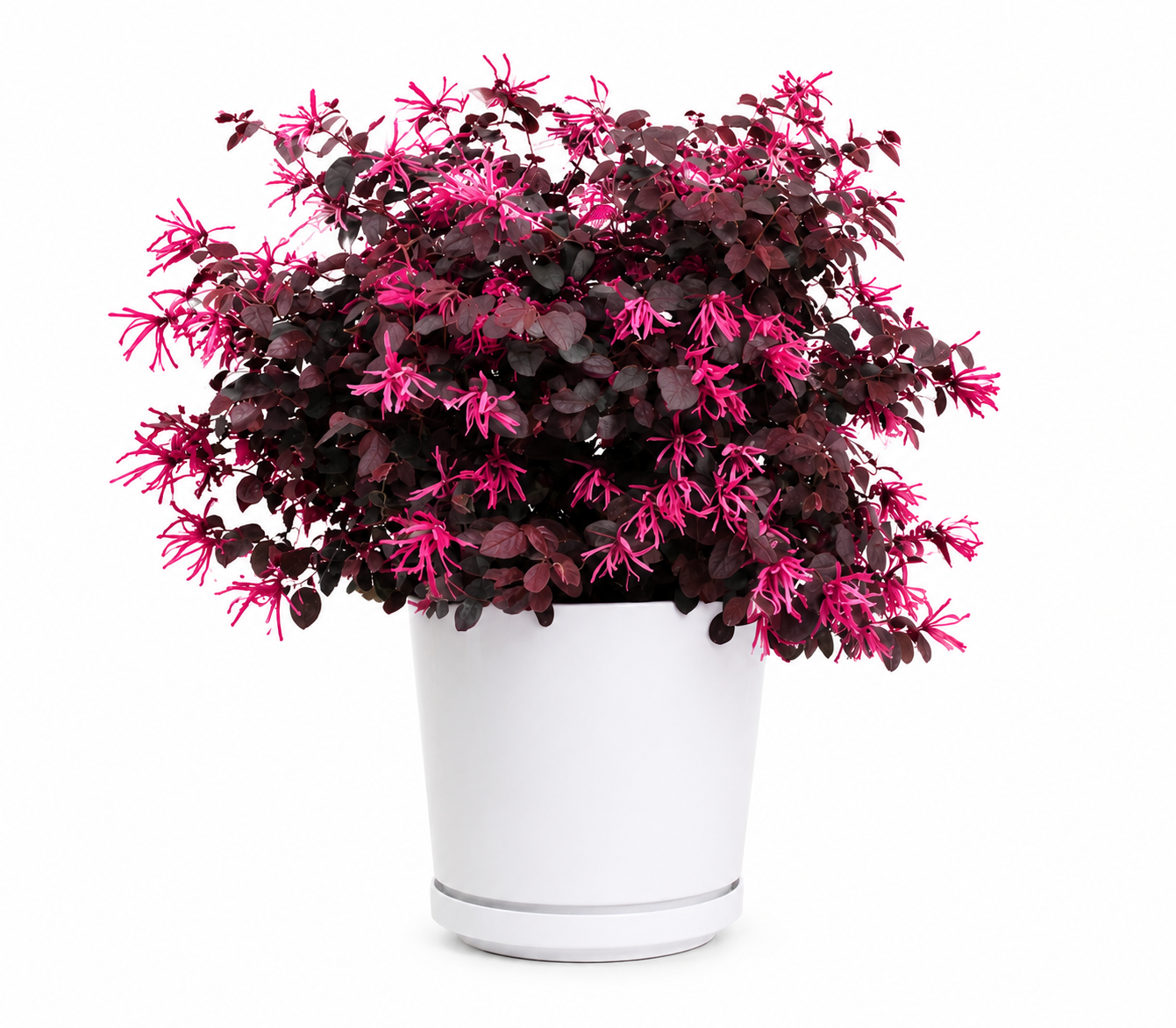 Chinese Fringe Flower