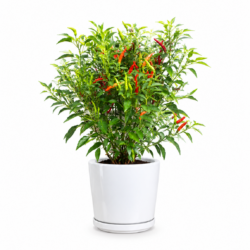 Chilli plant
