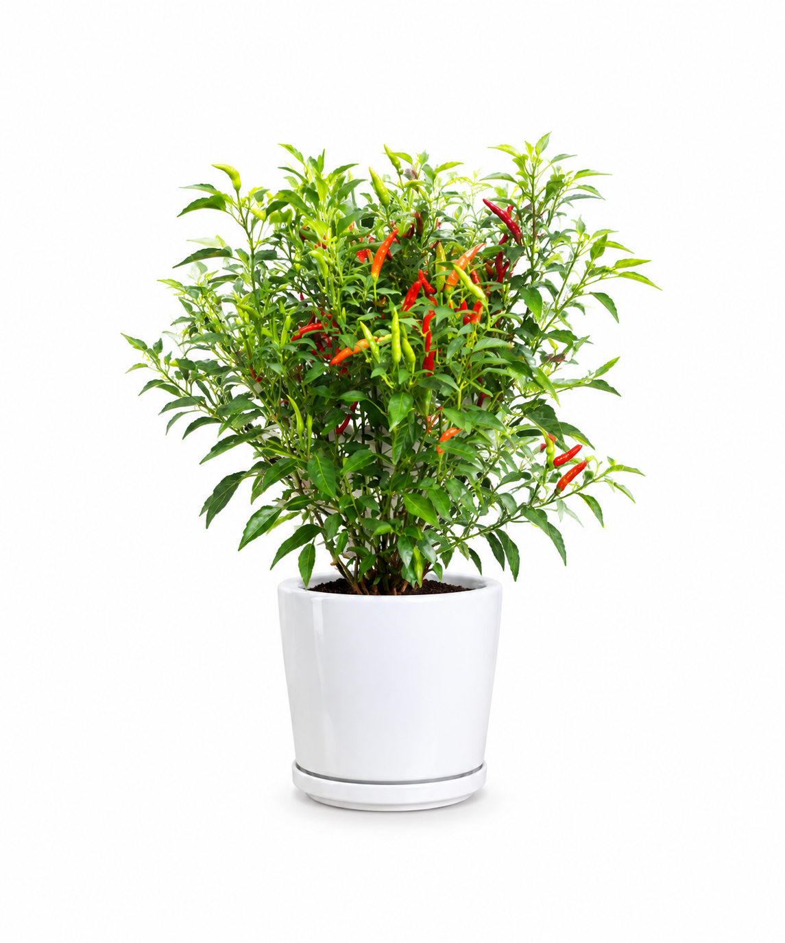 Chilli plant