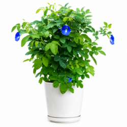 Blue Pea