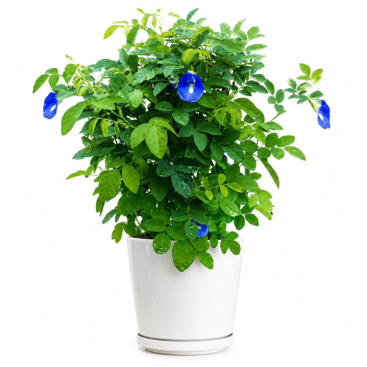 Blue Pea