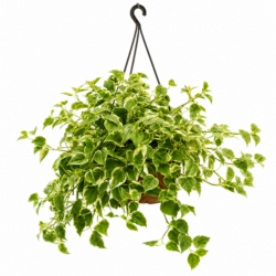 Cupid Peporomia (Peperomia scandens variegata )