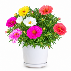 Common Purslane