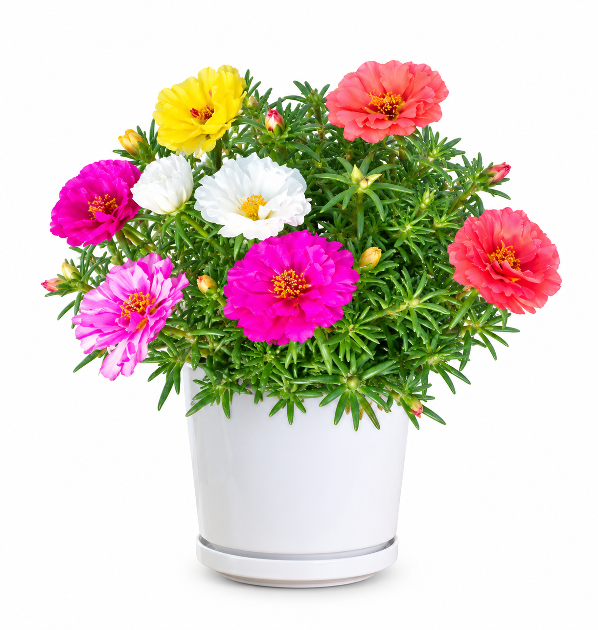 Common Purslane