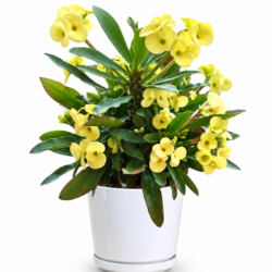 Euphorbia milli (Crown of Thorns)