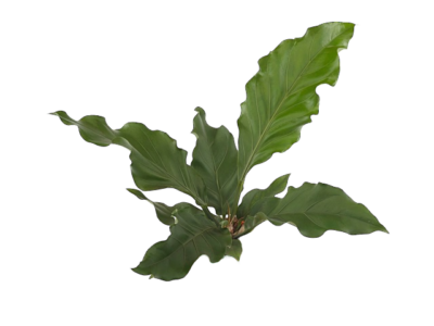 Anthurium Black Dragon - Image 2