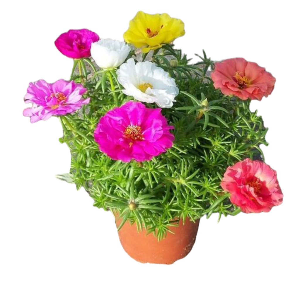 Common Purslane Thai Garden Design common-purslane-thai-garden-design