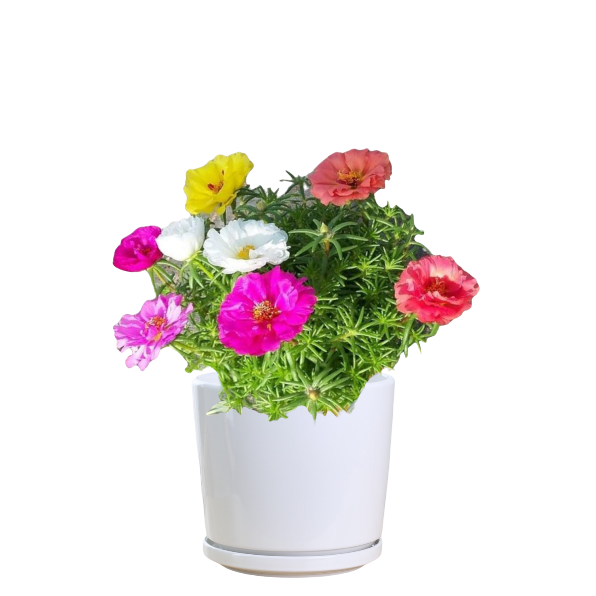 common-purslane-thai-garden-design