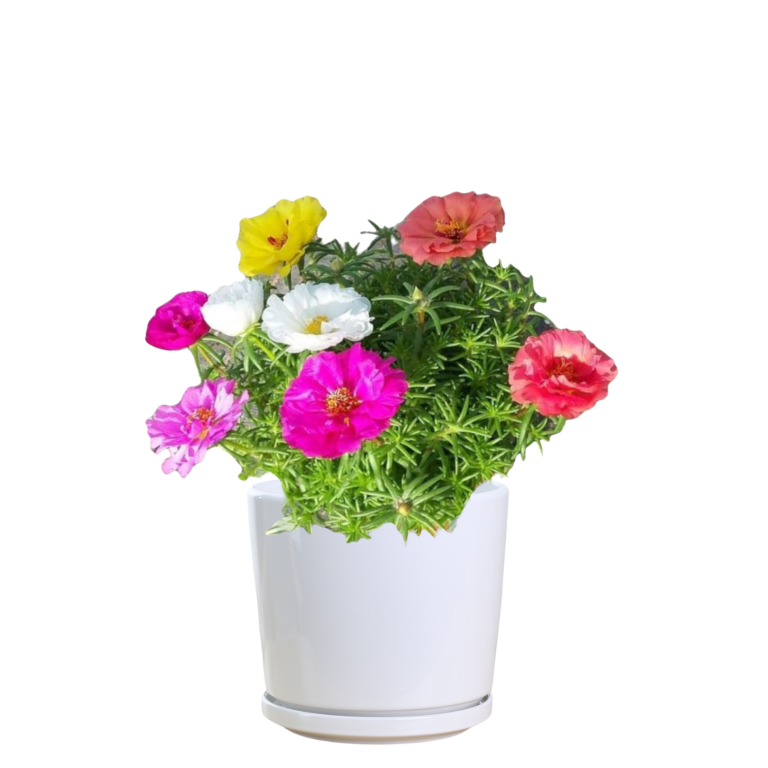 Common Purslane Thai Garden Design what-plant-grows-best-in-full-shade-natural-blog