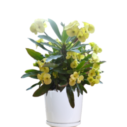 Euphorbia milli (Crown of Thorns)