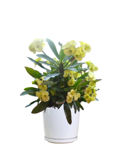 Euphorbia milli (Crown of Thorns)