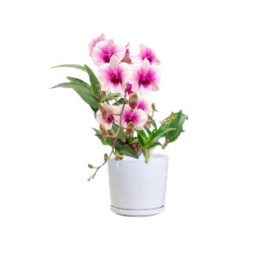 Pink Orchid
