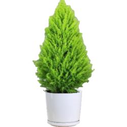 Chamaecyparis lawsoniana
