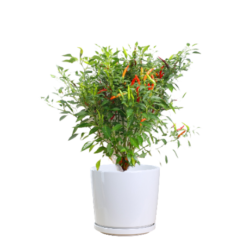 Chilli plant