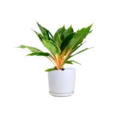 Chlorophytum Orchidastrum - Green Orange