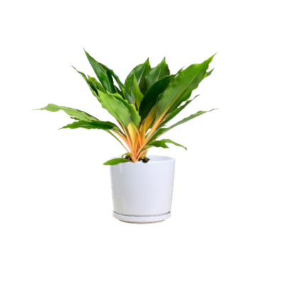 Chlorophytum Orchidastrum - Green Orange