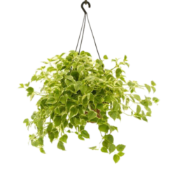 Cupid Peporomia (Peperomia scandens variegata )