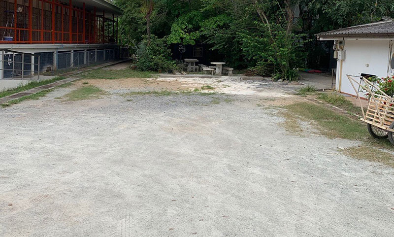 soi dog foundation (before) garden