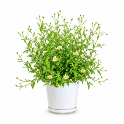 Marguerite