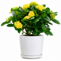 West Indian Jasmine (Yellow)