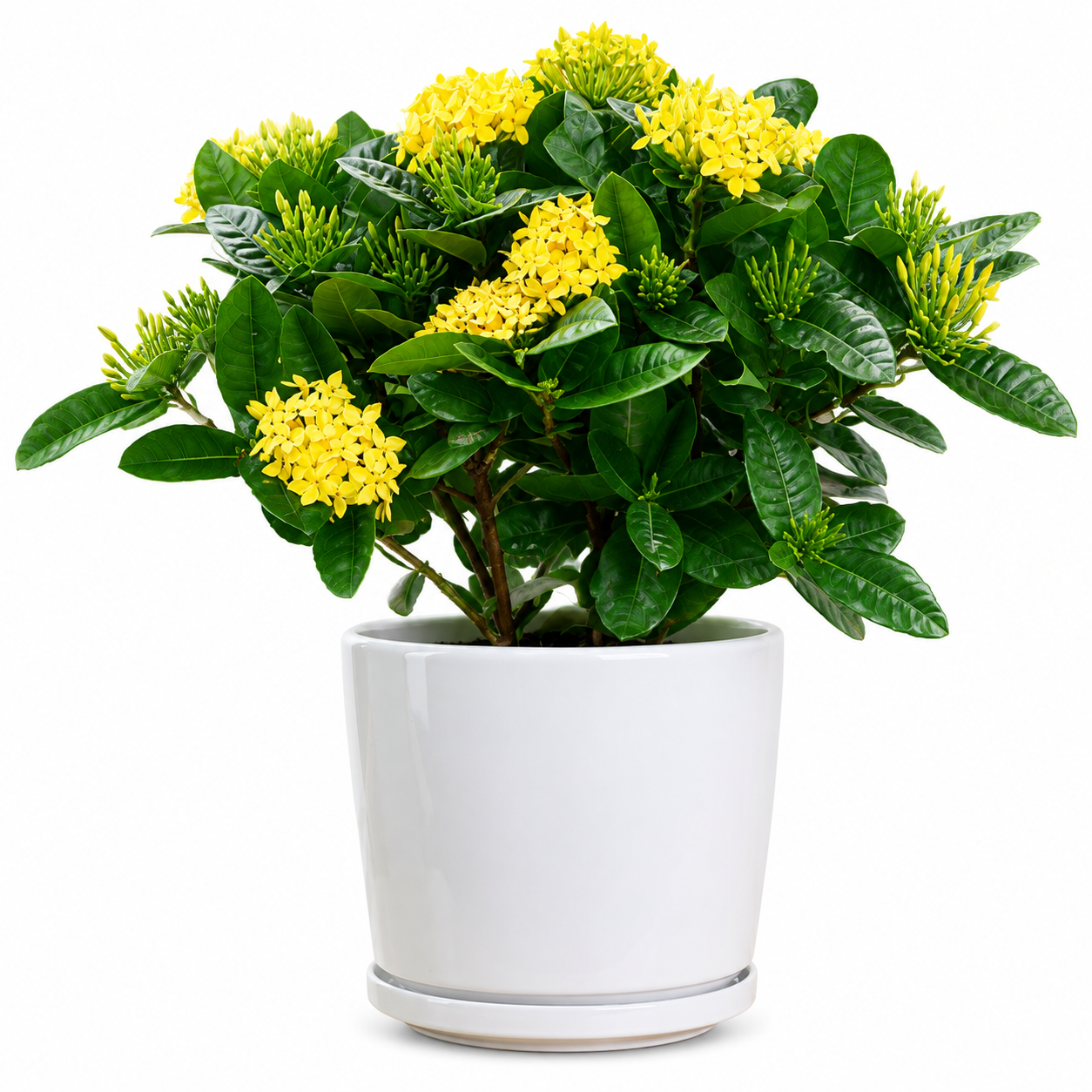 West Indian Jasmine (Yellow)