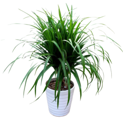 Indoor Aeration Plants