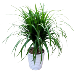Dracaena Reflexa Anita Variegata