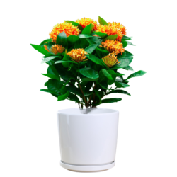 West Indian Jasmine (Orange)