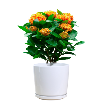 West Indian Jasmine (Orange)