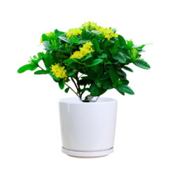 West Indian Jasmine (Yellow)