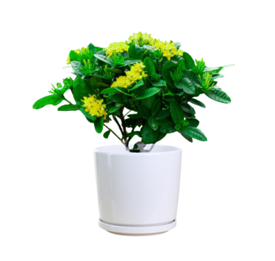 West Indian Jasmine (Yellow)