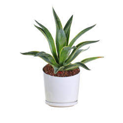 Agave Desmettiana 'Variegata'